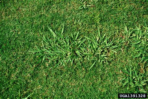 Make yours pay off by knowing the best time to plant grass. dallisgrass, Paspalum dilatatum (Cyperales: Poaceae) - 1391328