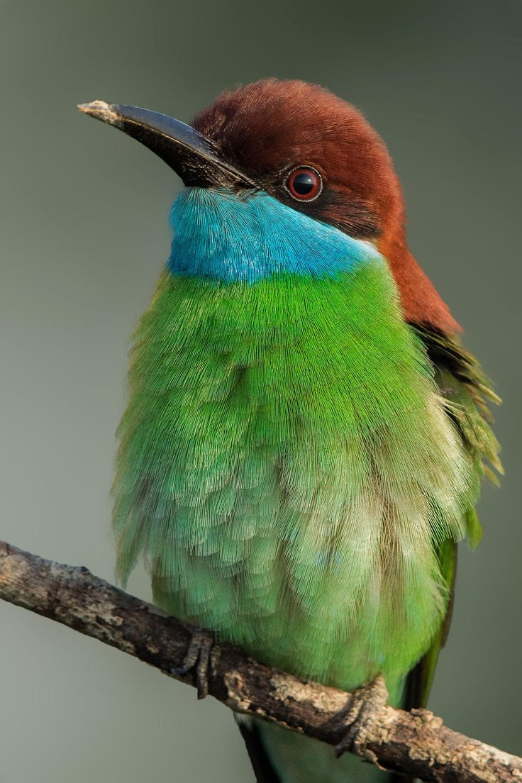 Blue-Throated Bee-Eater