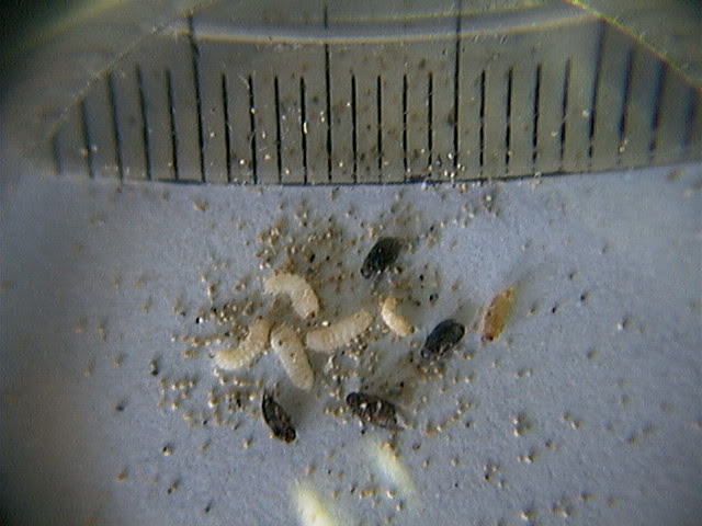 竹仙堂 竹僊堂 本の虫あれこれ 和本を喰う幼虫とその成虫 写真とコメントのページ