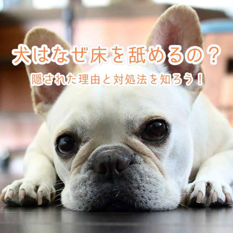 犬はなぜ床を舐めるの 隠された理由と対処法を知ろう