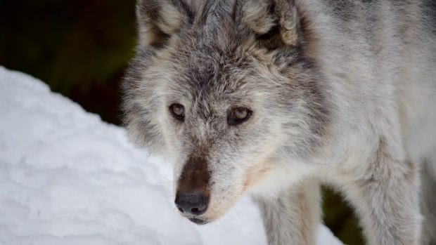 The B.C. government will kill almost 200 grey wolves this winter using sharpshooters in helicopters.