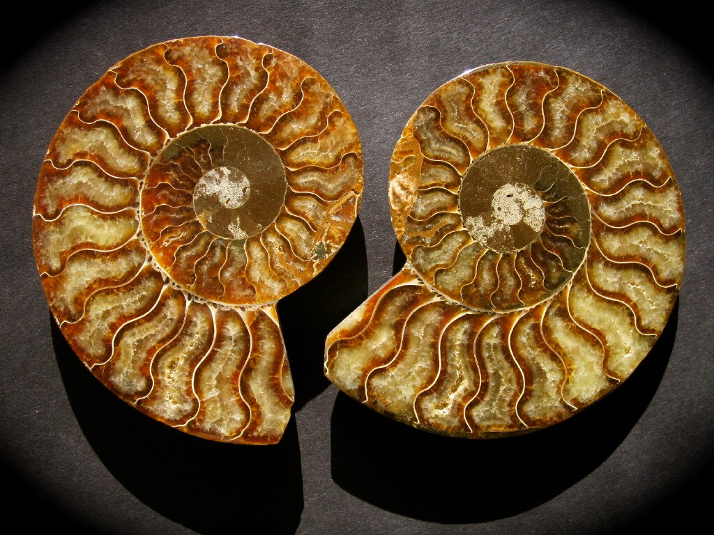 Ammonite Stream Online - Ver ️ Ammonite (2020) Streaming ...