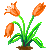 Tulpe