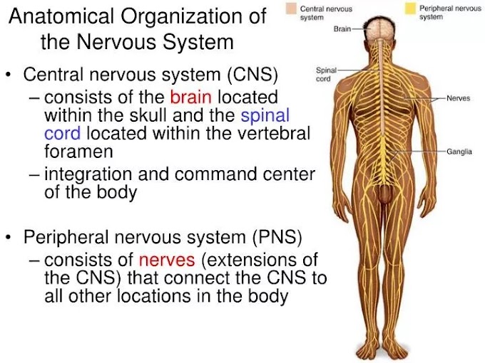 Nervous System Of Vertebrates Ppt : Integumentary System Vertebrates Ppt Powerpoint - Learn about how the central nervous system is affected by lupus.