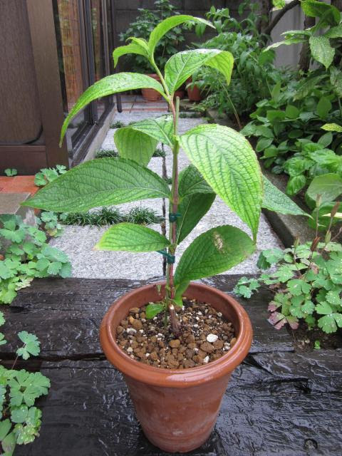 挿し木のウツギが順調に伸びています 猫と園芸