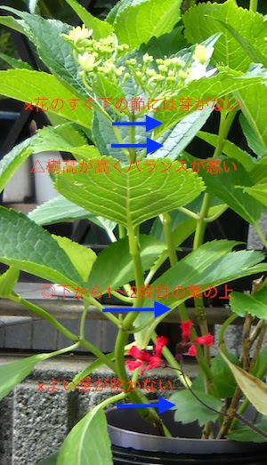 紫陽花 アジサイ の栽培