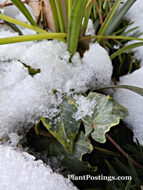 frozenivy