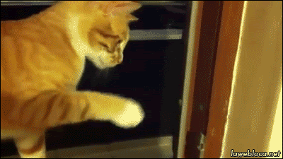 爆笑 猫が臭いものを嗅いだ結果 猫gif動画３枚 ぬこモフ