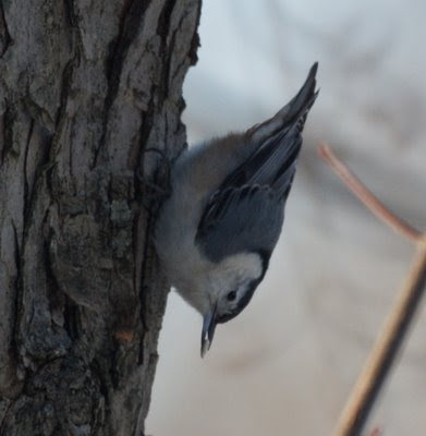 White-breasted Nuthatch