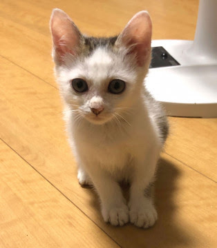 静岡県 活発で運動神経抜群 知的な女の子トアン 猫の里親募集 ネコジルシ