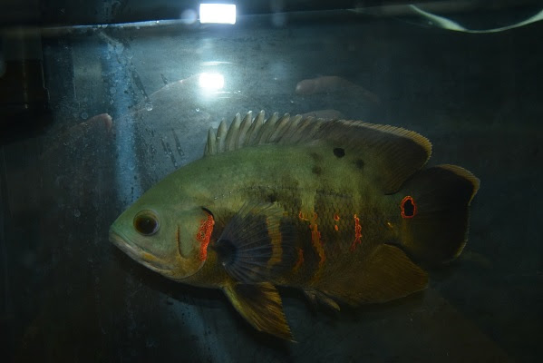さかな紹介 静岡市の熱帯魚専門店 大型魚 古代魚 珍魚 World Rivers
