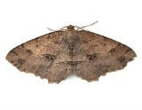 mariposa-5_xl.jpeg