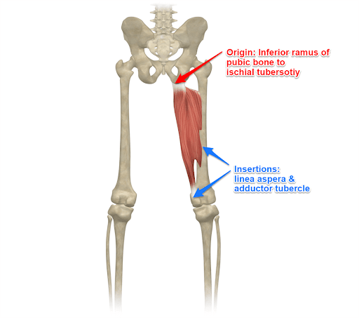 The adductor magnus muscle