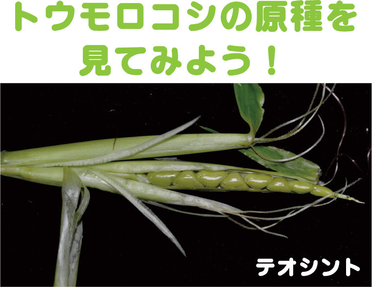 テオシント トウモロコシの原種を見てみよう 筑波実験植物園