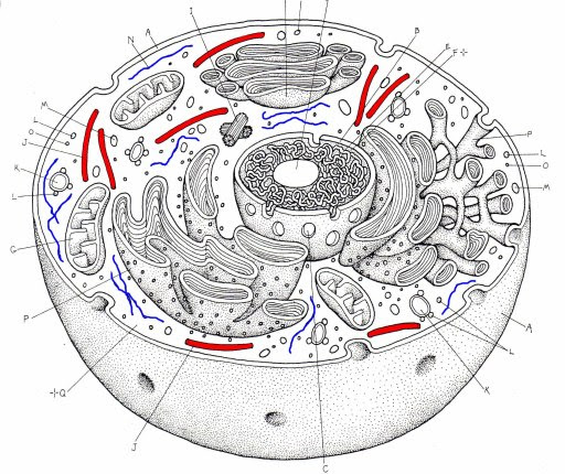 the animal cell organelles