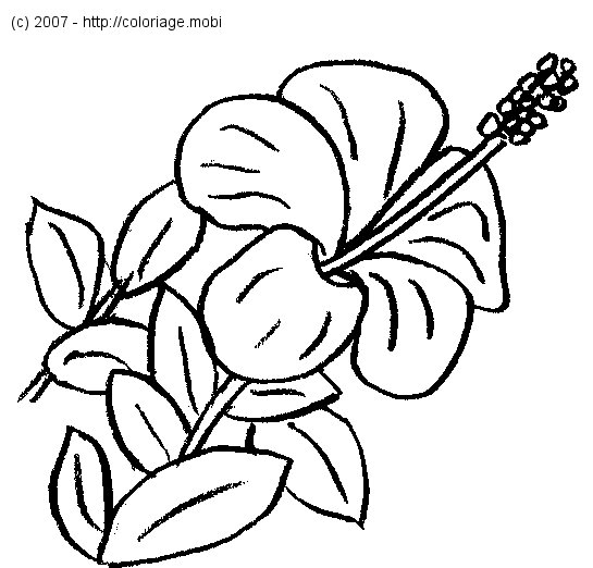 Dessin De Fleur De Lotus