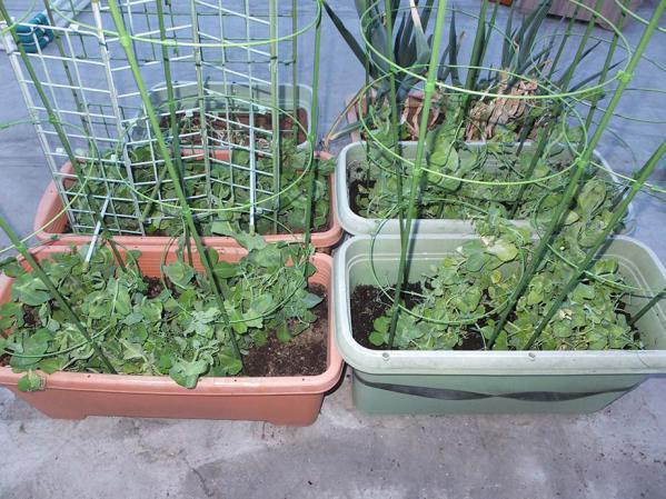 コウイちの屋上菜園備忘録 スナップエンドウに支柱を立てる