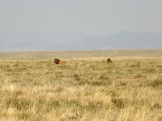 SafariAnimals-046