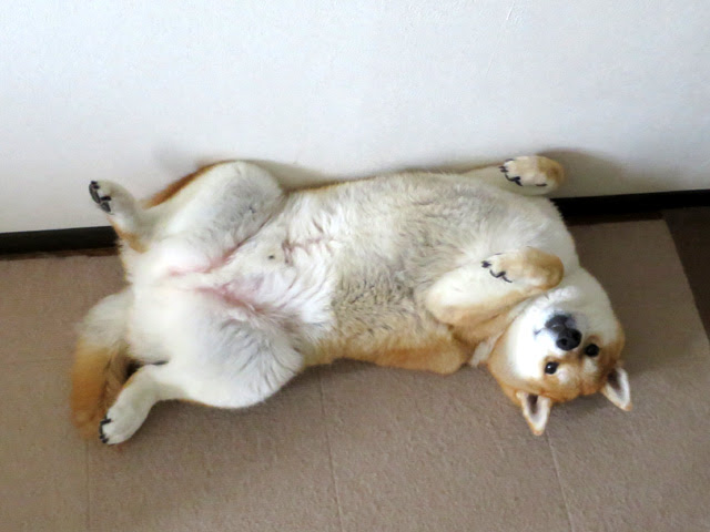 ヘソ天で寝るのは柴犬だけ 柴犬ポチと五十男