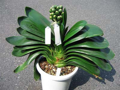 君子蘭栽培ガイド 日本君子蘭協会