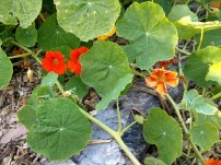 HTC U11 sample shots - f/1.7, ISO 78, 1/60s    - HTC U11 review