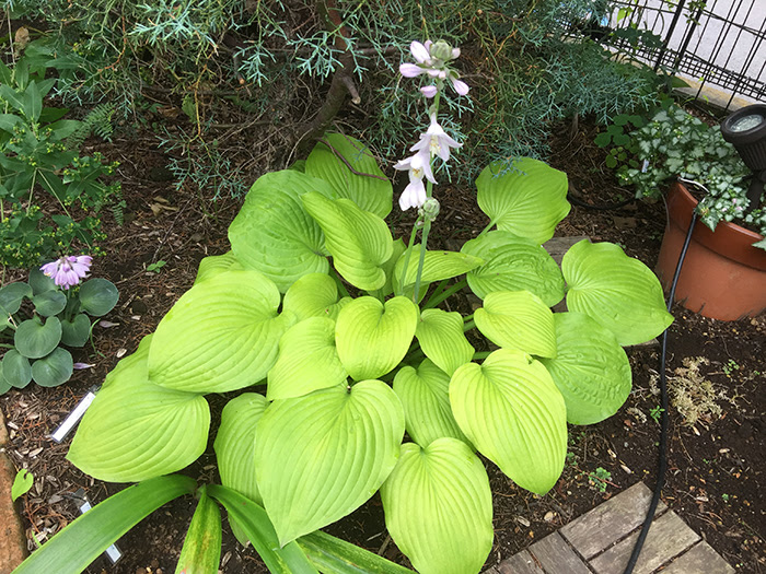 ホスタ 園芸品種 種間交雑種 植物写真鑑