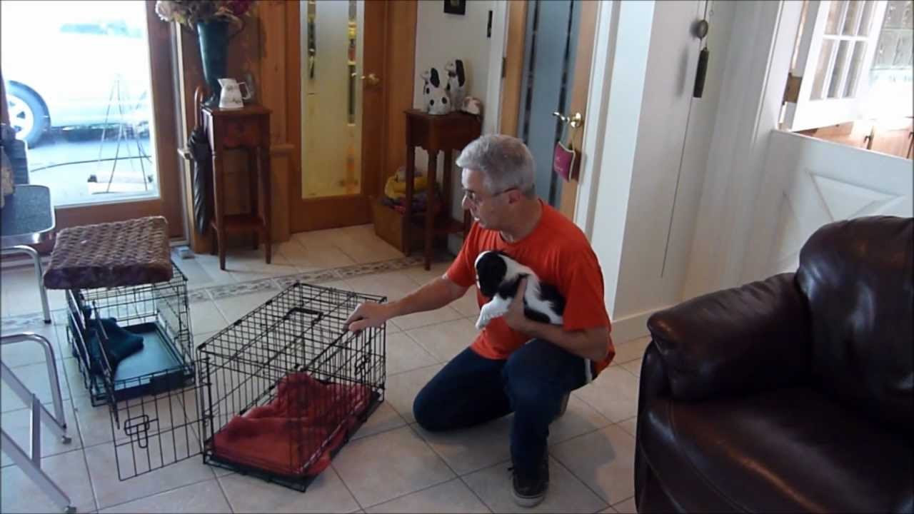 How to Housebreak a Puppy: Crate Training - YouTube