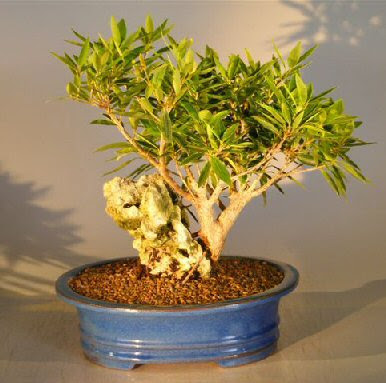 Willow Leaf Ficus Bonsai Tree Root Over Rock Nerifolia Salicafolia Bonsai Trees Tools