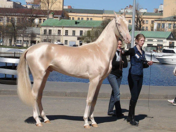 unique horse breeds