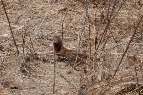 American Mink (Neovison vison) (2 of 5).jpg