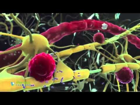 Youtube Cord Blood Stem Cell Effects