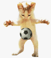 gato-imagen-animada-0056