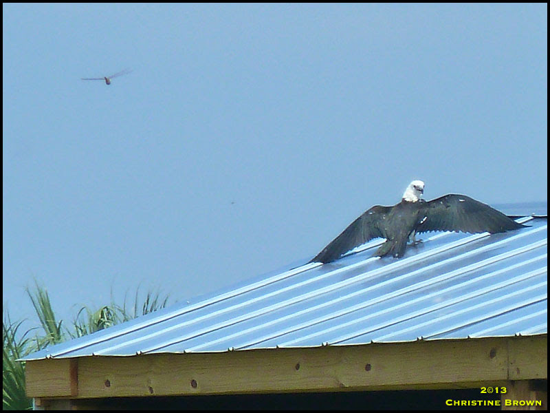 Swallow-tailed Kites