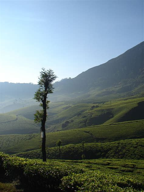 gambar pemandangan pohon hutan gurun gunung awan