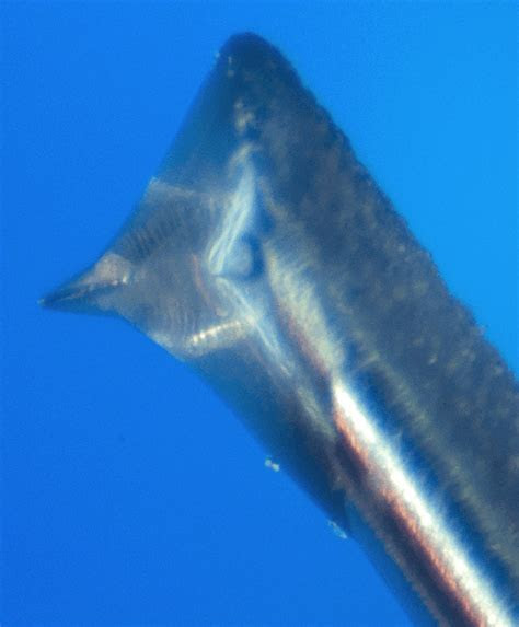 And it supports 33 1/3, 45, 78 rpm vinyl. Eye of the needle: See what your turntable stylus looks