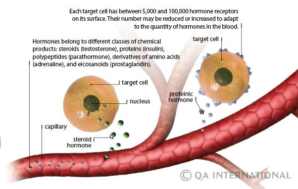 Hormones The Body S Chemical Messengers Visual Dictionary