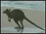 Kangaroo by ocean