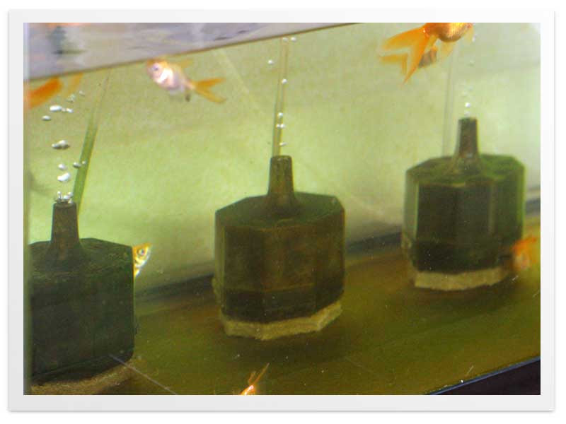 水作エイトコアを1 使いこなす3つのアイデア 金魚飼育マニュアル 木苺共和国