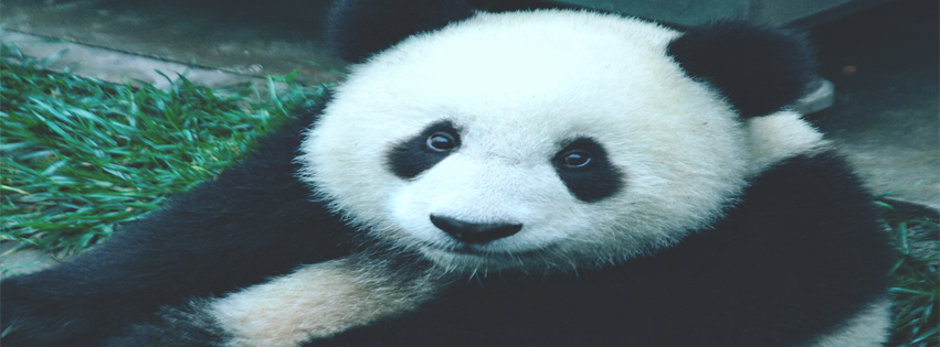um pandinha sorri para a câmera