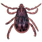 Hubení hmyzu v domácnosti