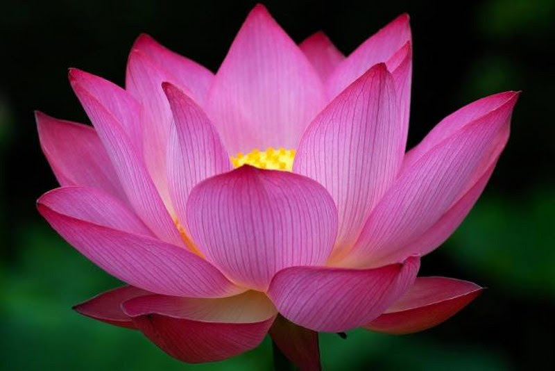 Lotus flower_800x534