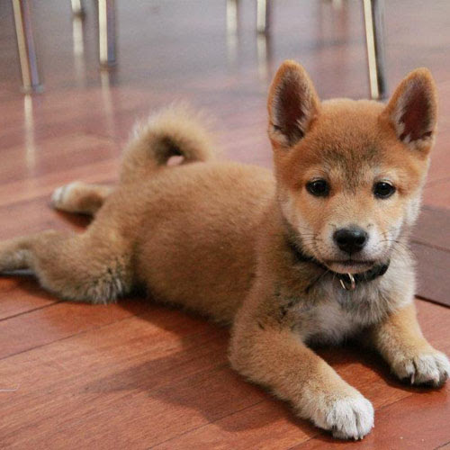 豆柴がカワイイ その特徴や性格 柴犬との違いは 犬の総合情報サイト ペットスマイルニュースforワンちゃん