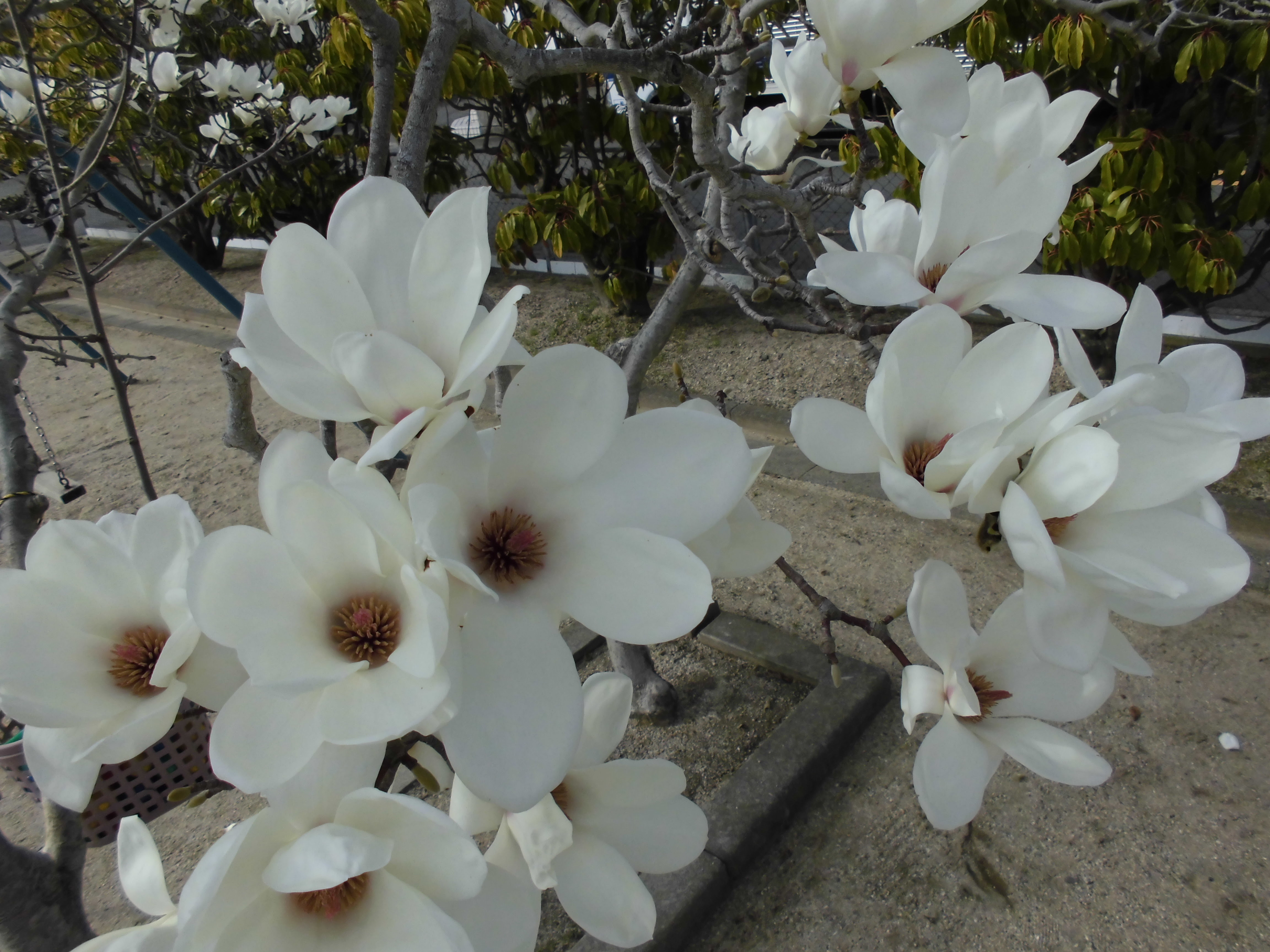 見頃の花 公益財団法人徳島市公園緑地管理公社