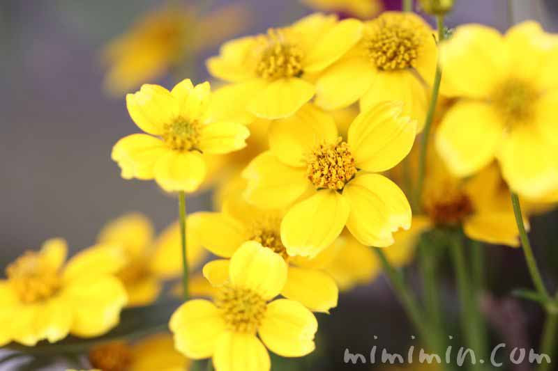 ウインターコスモス ビデンス の花の写真 花言葉 名前の由来 みみみんブログ