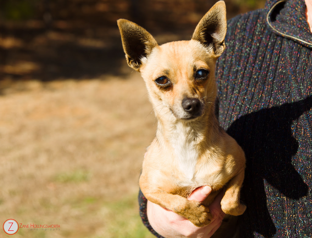 Available at the Gordon County Animal Shelter. 706.629.3327