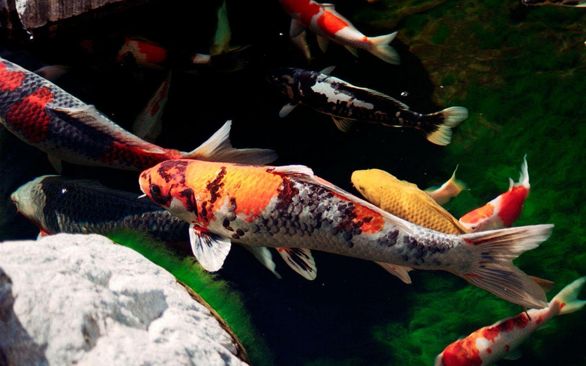  Koi  Fish Wallpapers  Wallpaper  Cave