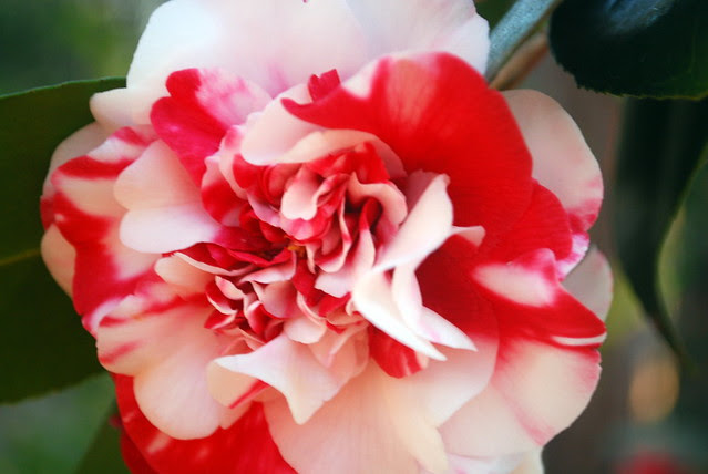 MultiColored Lady Claire or camellia japonica
