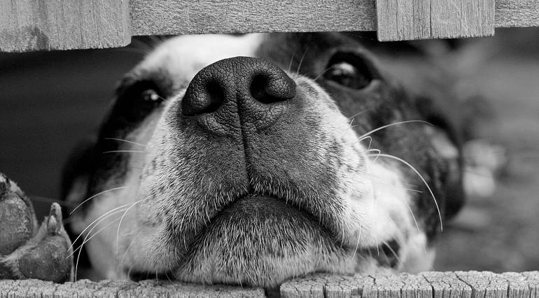 Citation perte ou décès chat et chien