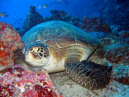 http://www.travelandtourismnews.com/wp-content/uploads/2010/06/maldives-resorts-Green_turtle.jpg