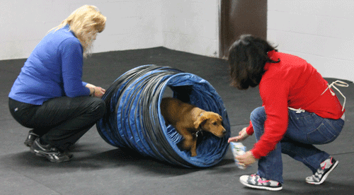 Puppy Dawgs | Puppy Kindergarten | Albany Dog Training ...